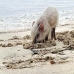piglet_nusalavu_v_0705_0019.jpg